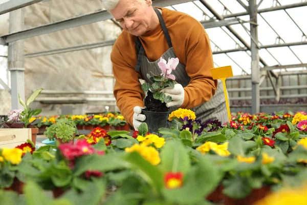 Érett férfi virágzó virág az üvegházhatást okozó. Házi kertészkedés — Stock Fotó