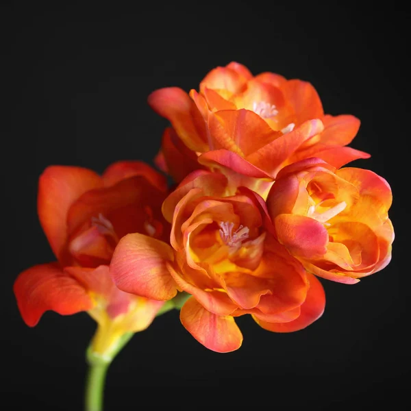 Vacker ljus Freesia blomma på mörk bakgrund — Stockfoto