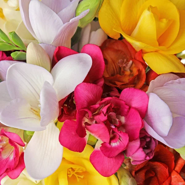 Красиві яскраві весняні квіти фрезії як фон — стокове фото