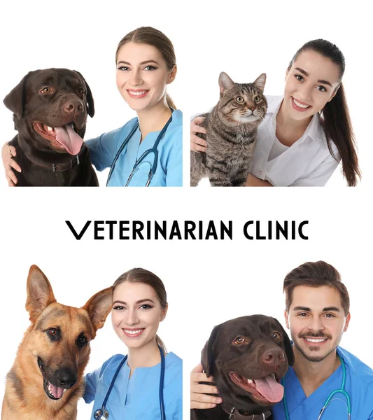 Collage mit Ärzten und Haustieren auf weißem Hintergrund. Tierklinik — Stockfoto