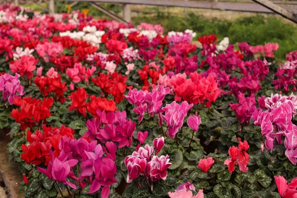 Beaucoup de fleurs en fleurs en serre, vue rapprochée. Jardinage à domicile — Photo