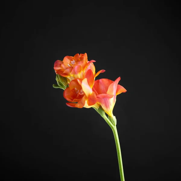 Bela flor freesia brilhante no fundo escuro — Fotografia de Stock