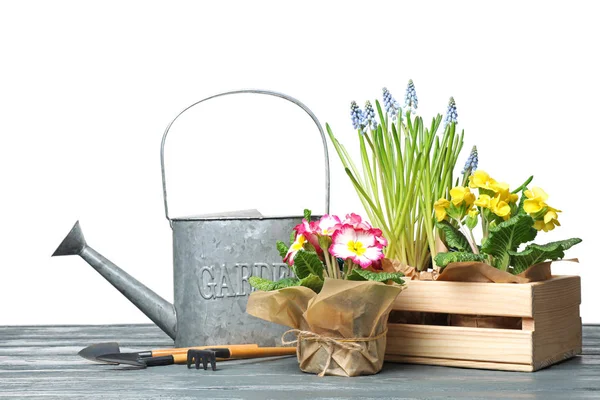 Composition avec plantes et outils de jardinage sur table sur fond blanc — Photo