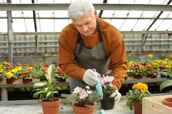 Sera içinde olgun adam Çömlekçilik çiçek. Ev bahçıvanlık — Stok fotoğraf