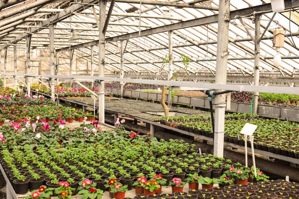 Många krukor med färska plantor och blommande blommor i växthus. Hem trädgårds skötsel — Stockfoto