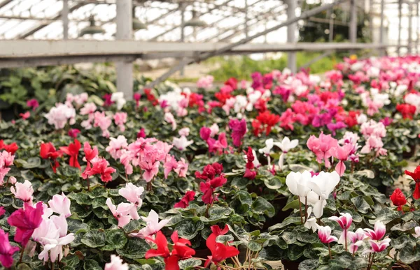 Muchas flores florecientes en maceta en invernadero. Jardinería doméstica —  Fotos de Stock