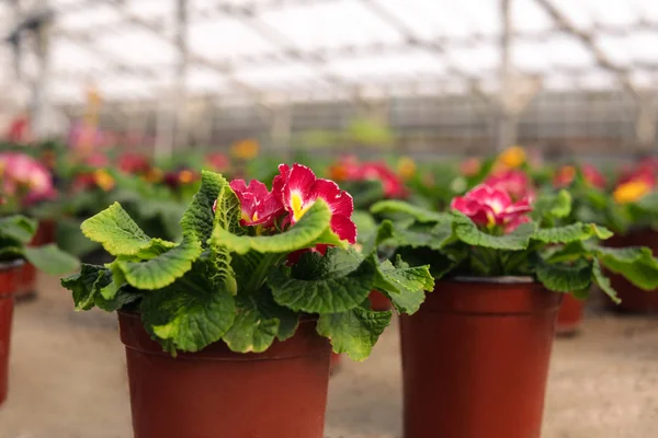 Krukväxt blommande blommor på bordet i växthus, utrymme för text. Hem trädgårds skötsel — Stockfoto