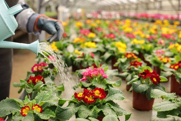 Kvinna vattning blommor i växthus, utrymme för text. Hem trädgårds skötsel — Stockfoto