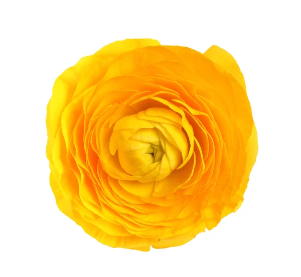 Bela flor de ranúnculo isolada em branco, vista superior — Fotografia de Stock