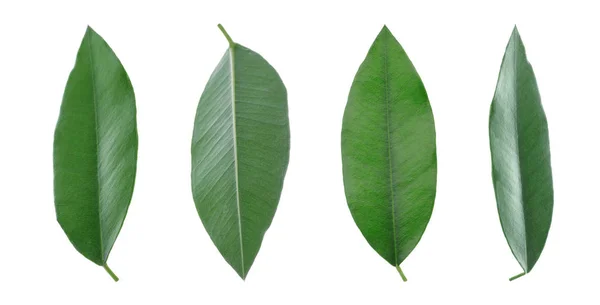 Conjunto de hojas tropicales frescas sobre fondo blanco —  Fotos de Stock