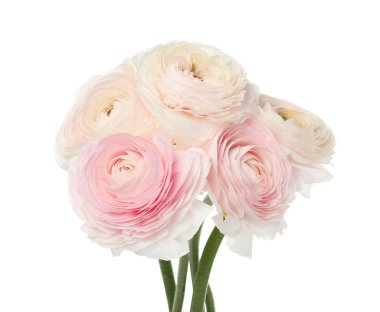 Beyaz üzerinde izole güzel bahar Ranunculus çiçekler