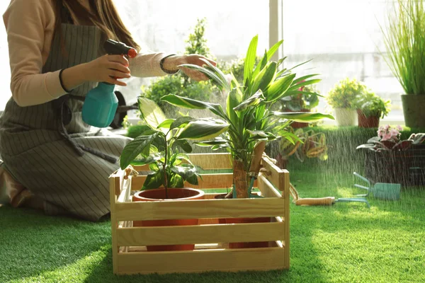 Mujer cuidando plantas en el interior, primer plano. Jardinería doméstica — Foto de Stock