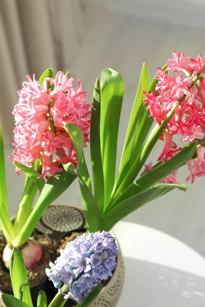Florecientes flores de jacinto de primavera en la mesa en casa —  Fotos de Stock