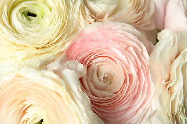 Belles fleurs de ranunculus de printemps délicates comme fond — Photo