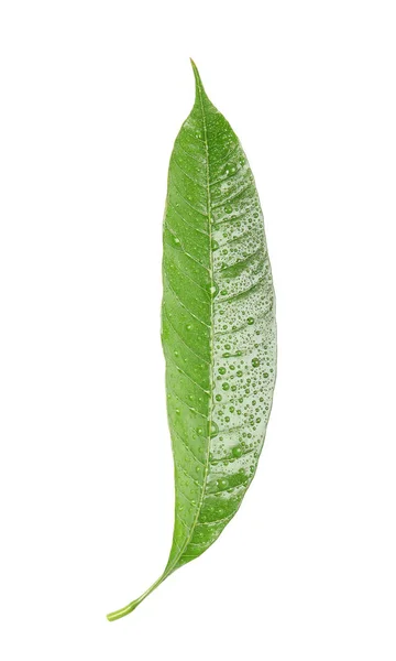 Hoja de mango verde con gotas de agua sobre fondo blanco —  Fotos de Stock