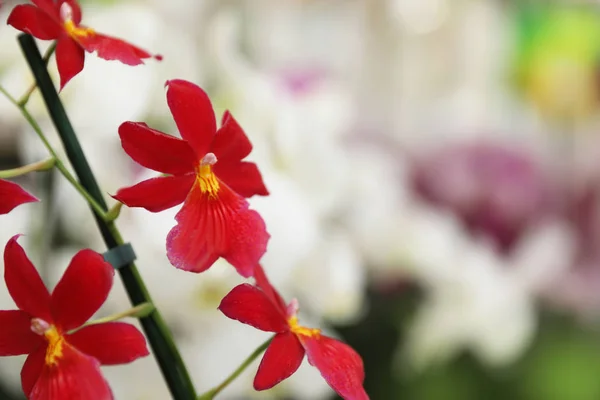 Vackra blommande tropisk orkidé på suddig bakgrund, närbild. Utrymme för text — Stockfoto