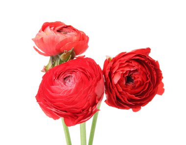 Beyaz üzerinde izole güzel bahar Ranunculus çiçekler