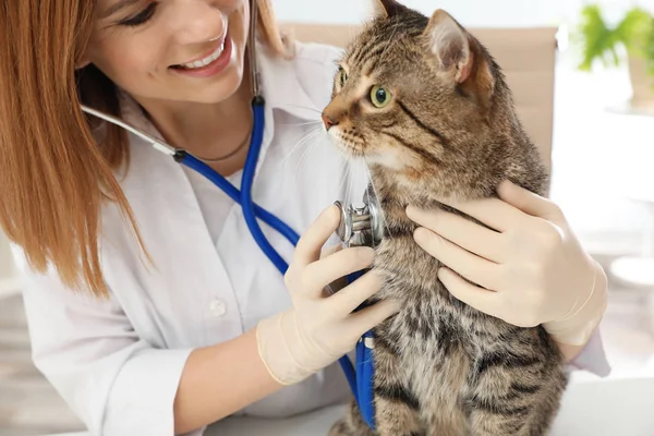 Professionell veterinär undersöker söt katt i kliniken — Stockfoto