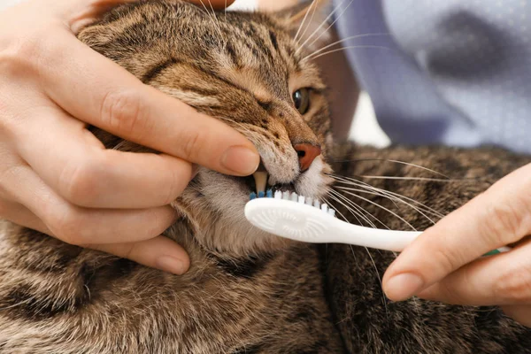 Vrouw reiniging van de tanden van kat met tandenborstel, close-up — Stockfoto