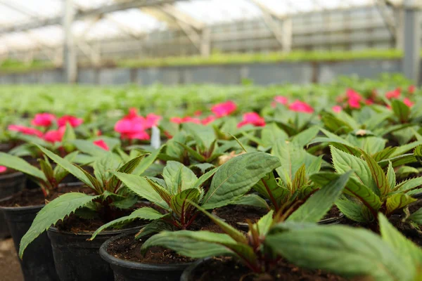 Många krukor med jord och plantor i växthuset, närbild — Stockfoto