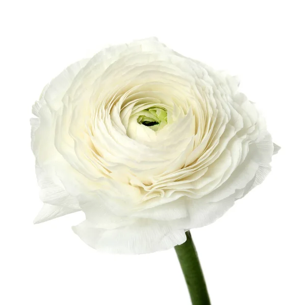 Vacker vårranunculus blomma isolerad på vitt — Stockfoto