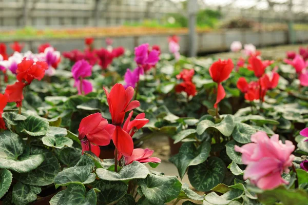 Sok cserepes virágzó virágok az üvegházhatást okozó, Vértes megtekintéséhez. Házi kertészkedés — Stock Fotó