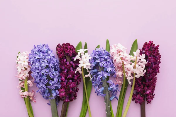 Υάκινθος όμορφα ανοιξιάτικα λουλούδια σε χρώμα φόντου, το top view. Χώρο για το κείμενο — Φωτογραφία Αρχείου