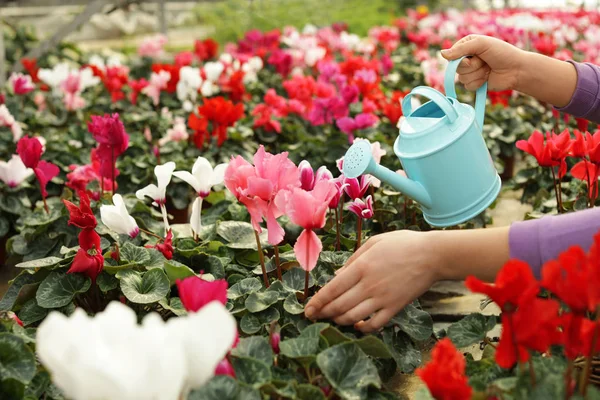 Nő öntözés virágzó virágok az üvegházhatást okozó, closeup. Házi kertészkedés — Stock Fotó