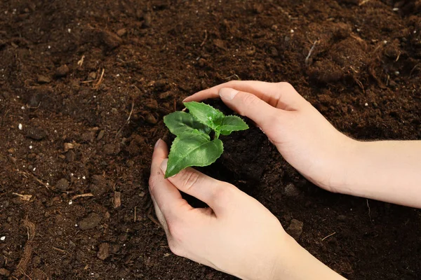 Kvinna plantera gröna plantor i jord, ovanifrån. Utrymme för text — Stockfoto