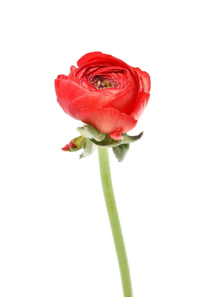 Vacker vårranunculus blomma isolerad på vitt — Stockfoto