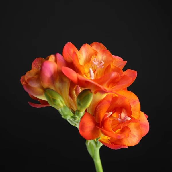 Vacker ljus Freesia blomma på mörk bakgrund — Stockfoto