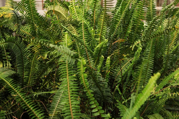 Farn mit grünen Blättern als Hintergrund. Gartenarbeit zu Hause — Stockfoto