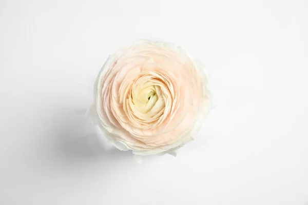 Belle fleur de ranunculus sur fond blanc, vue de dessus — Photo