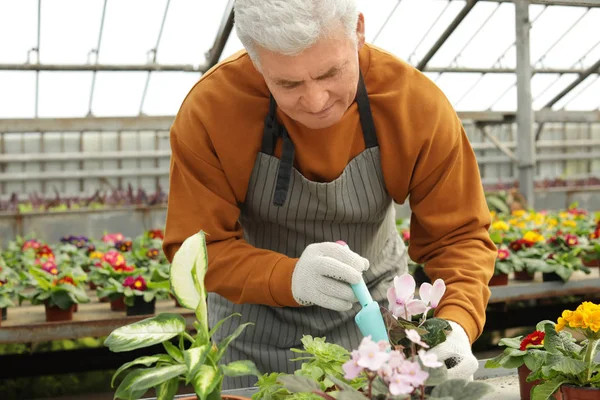 Sera içinde olgun adam Çömlekçilik çiçek. Ev bahçıvanlık — Stok fotoğraf