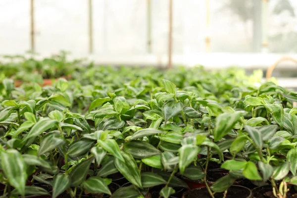 Många krukor med jord och färska plantor i växthuset, närbild — Stockfoto
