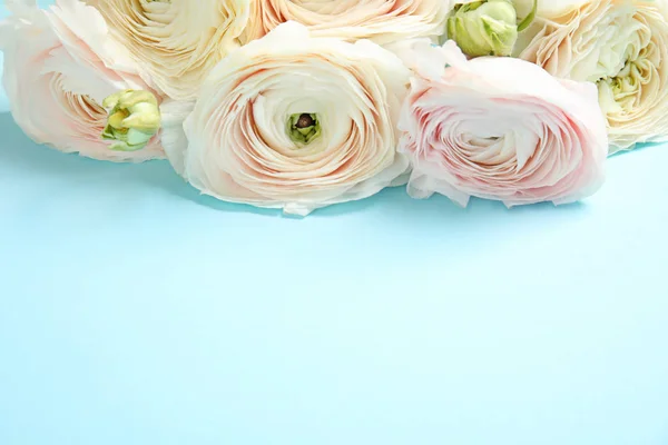 Ranunculus fleurs sur fond de couleur, espace pour le texte — Photo