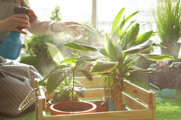 Wanita mengurus tanaman di dalam ruangan, tutup. Berkebun di rumah — Stok Foto