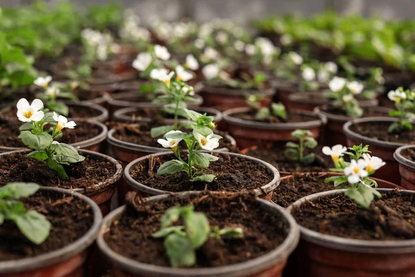 Beaucoup de fleurs en fleurs poussant dans des pots avec de la terre, gros plan — Photo