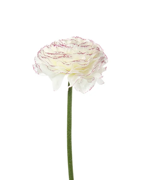 Beautiful spring ranunculus flower isolated on white — Stock Photo, Image