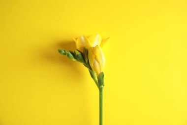 Renkli arka plan üzerinde kokulu çiçekler ile güzel freesia, üst görünüm