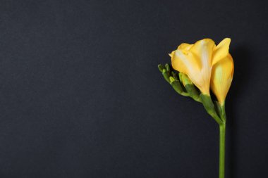 Siyah arka planda güzel taze Freesia çiçekler, üst görünüm. Metin alanı