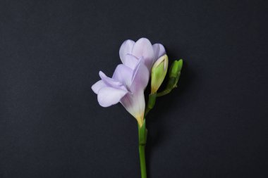 Koyu arka planda kokulu çiçekler ile güzel freesia, üst görünüm