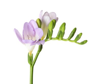 Beyaz arka planda kokulu çiçekler ile güzel freesia