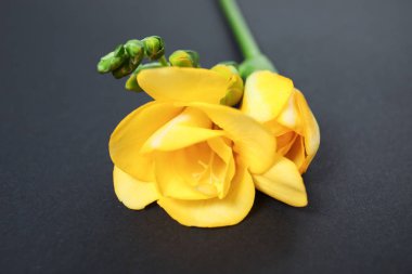 Karanlık arka planda kokulu çiçekler ile güzel freesia, çekim