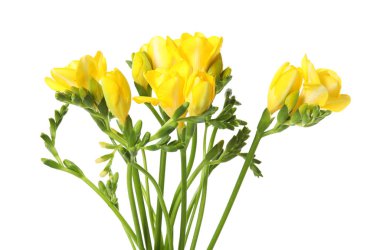 Beyaz üzerinde izole taze Freesia çiçekler Buket
