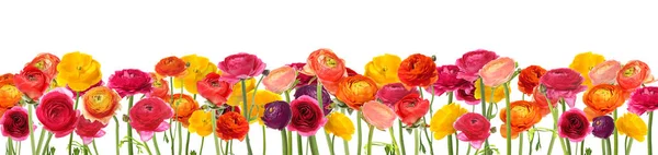 Beaucoup de fleurs de ranunculus de printemps en fleurs sur fond blanc — Photo