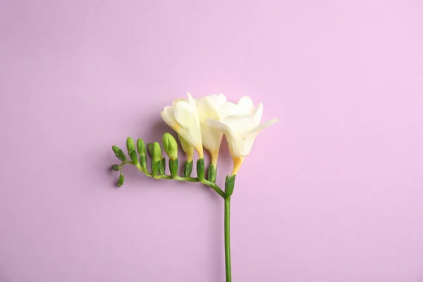 Beautiful freesia with fragrant flowers on color background, top view — Stock Photo, Image