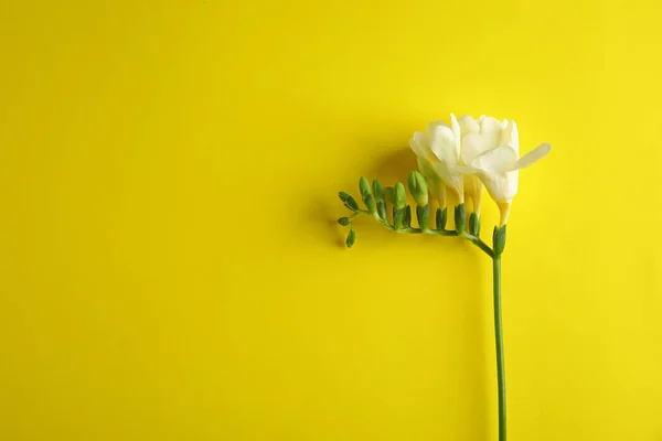 Beautiful freesia with fragrant flowers on color background, top view. Space for text — Stock Photo, Image