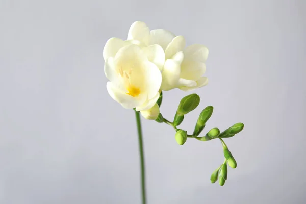 Bela freesia com flores perfumadas em fundo cinza — Fotografia de Stock
