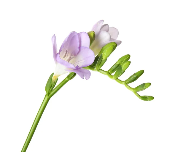 Vacker Freesia med doftande blommor på vit bakgrund — Stockfoto